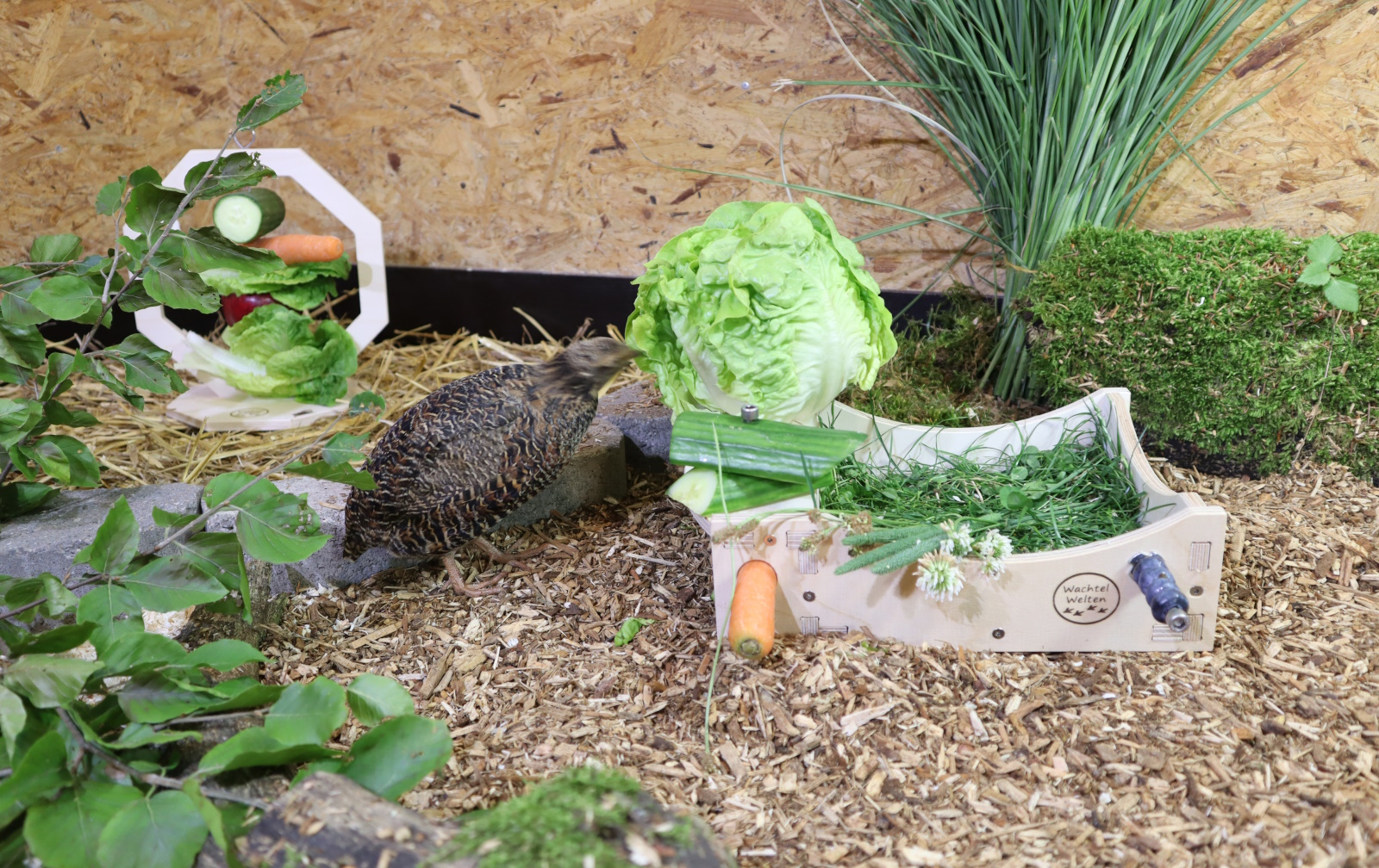 Snackschale "Natur" im Wachtelstall