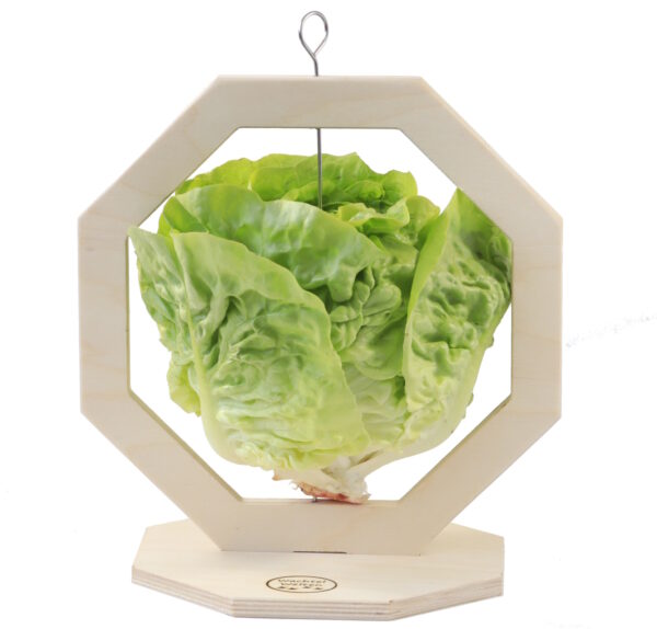 Snackständer mit Salatkopf
